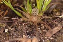 L'Olie  chaussettes. Un mle (Araneae - Sparassidae - Olios argelasius)